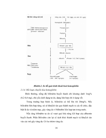 Giới thiệu về quá trình thoái hóa hemoglobin